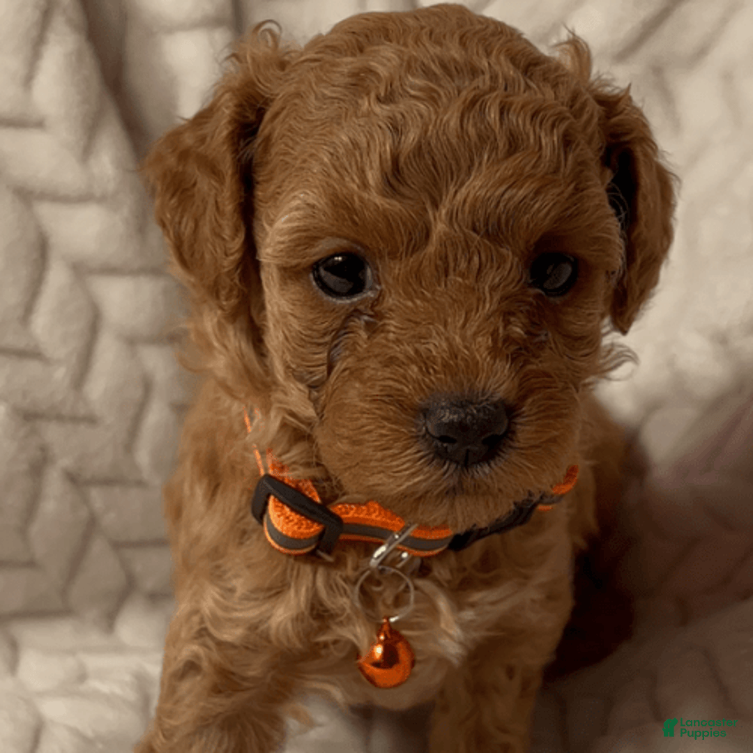 Toy Poodle dogs for sale: Marcus - Image 1