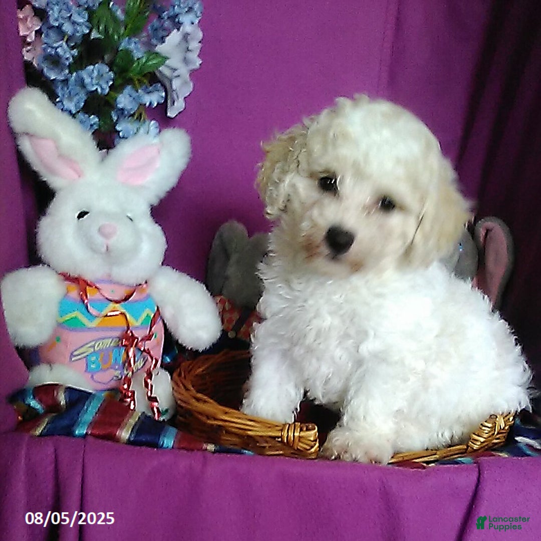 Toy Poodle dogs for sale: Cody - Image 4