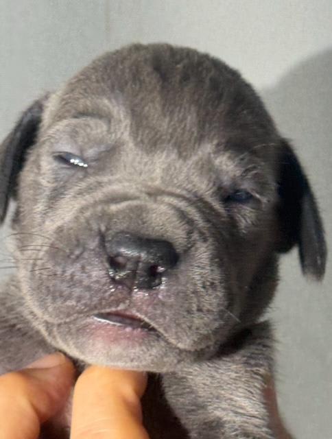 Great Dane dogs for sale: Larry - Blue - Image 1