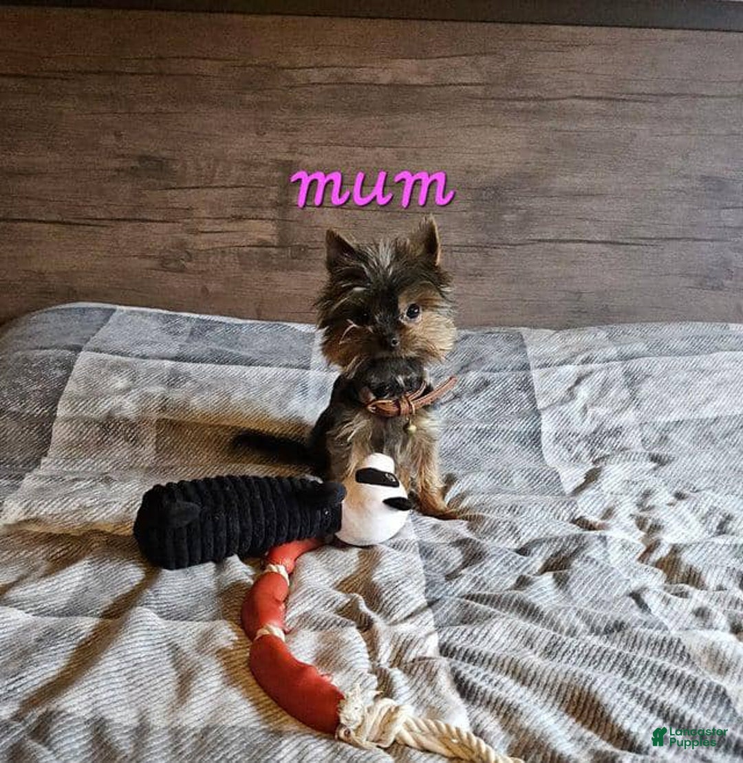 Yorkshire Terrier dogs for sale: Princess - Image 5