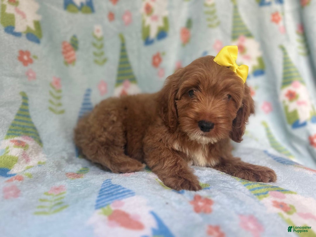 Cockapoo dogs for sale: Spirit - Image 7