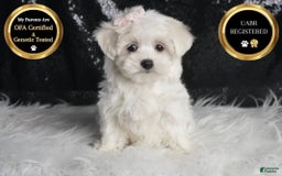 Maltese dogs for sale: Bunny - Image 2
