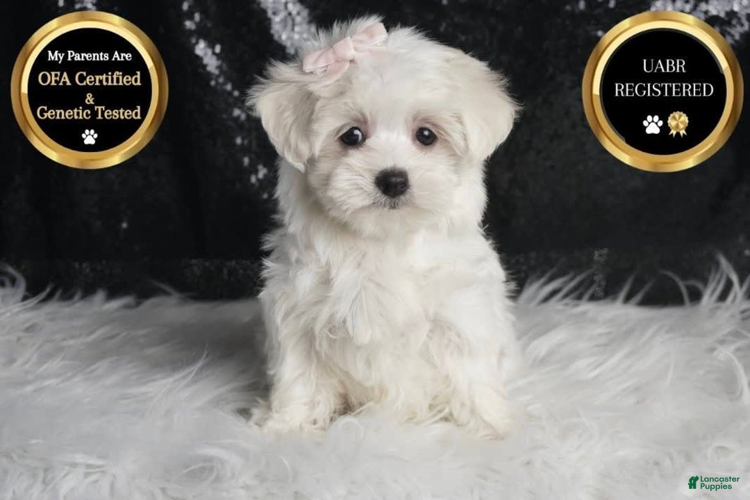 Maltese dogs for sale: Bunny - Image 2
