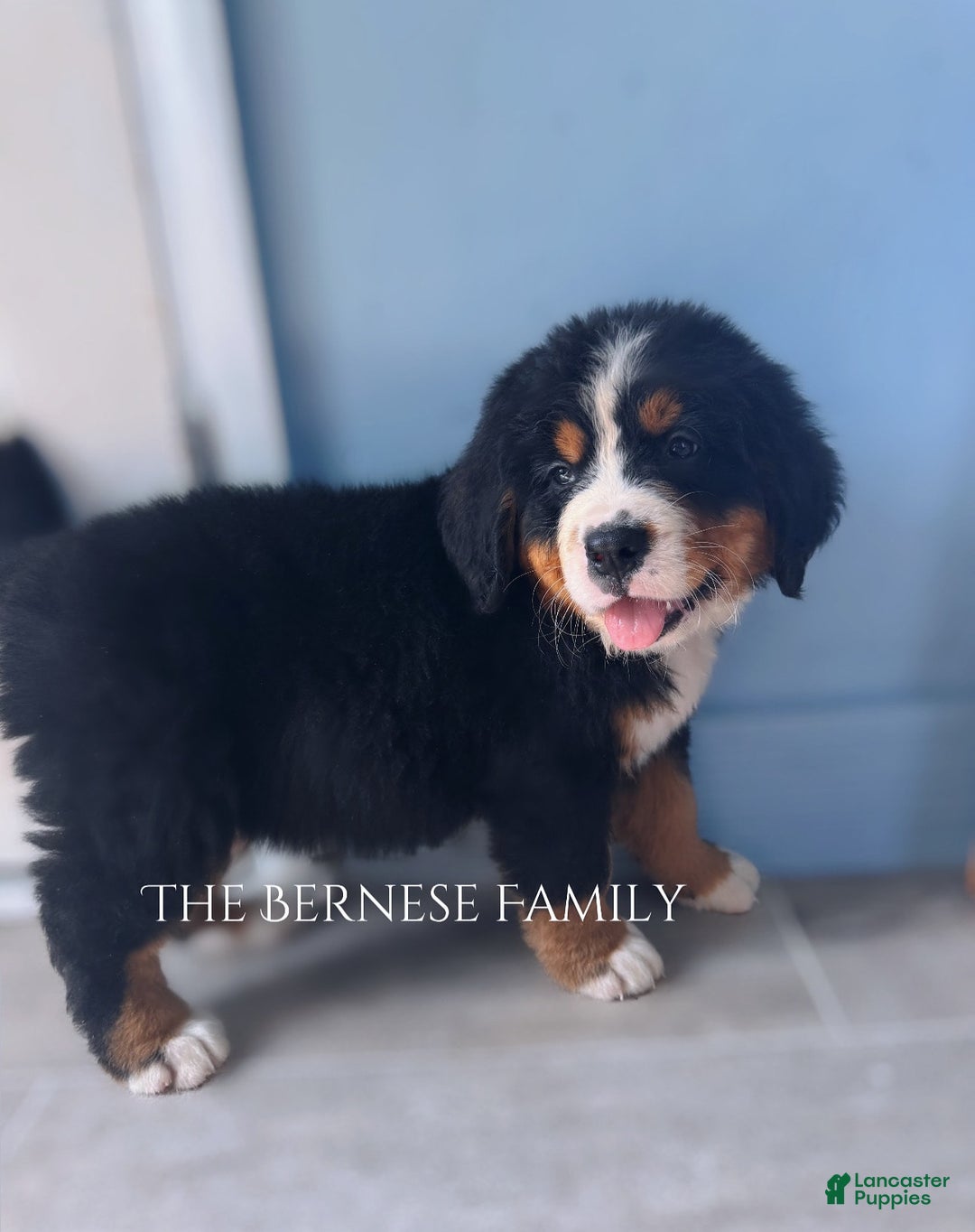 Bernese Mountain Dog dogs for sale: Female Thin Blaze - Image 2