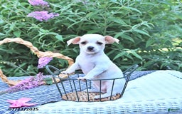 Chihuahua dogs for sale: Tina - Image 2