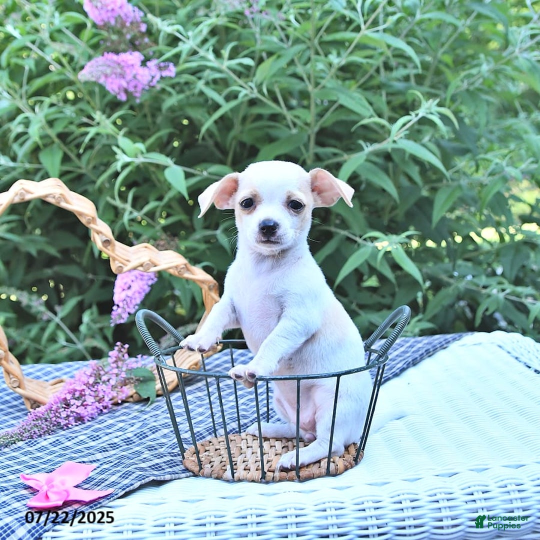 Chihuahua dogs for sale: Tina - Image 2
