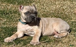 Cane Corso dogs for sale: Georgia - Image 19