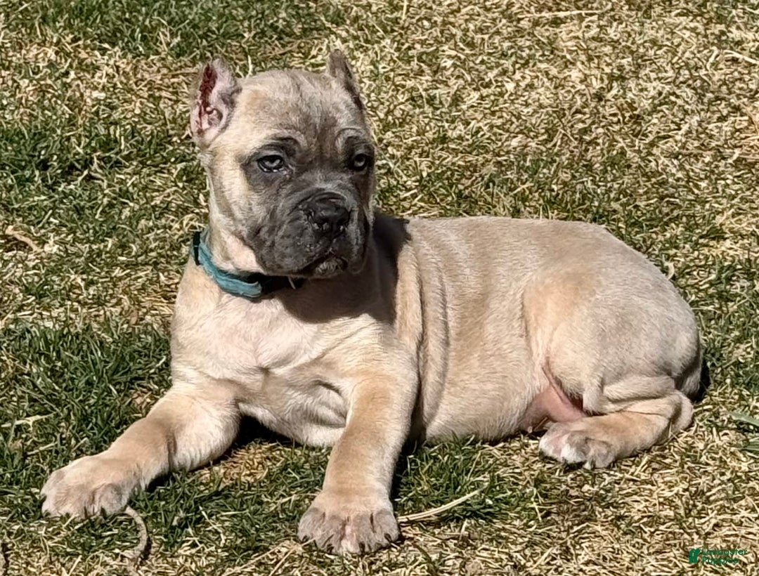 Cane Corso dogs for sale: Georgia - Image 19