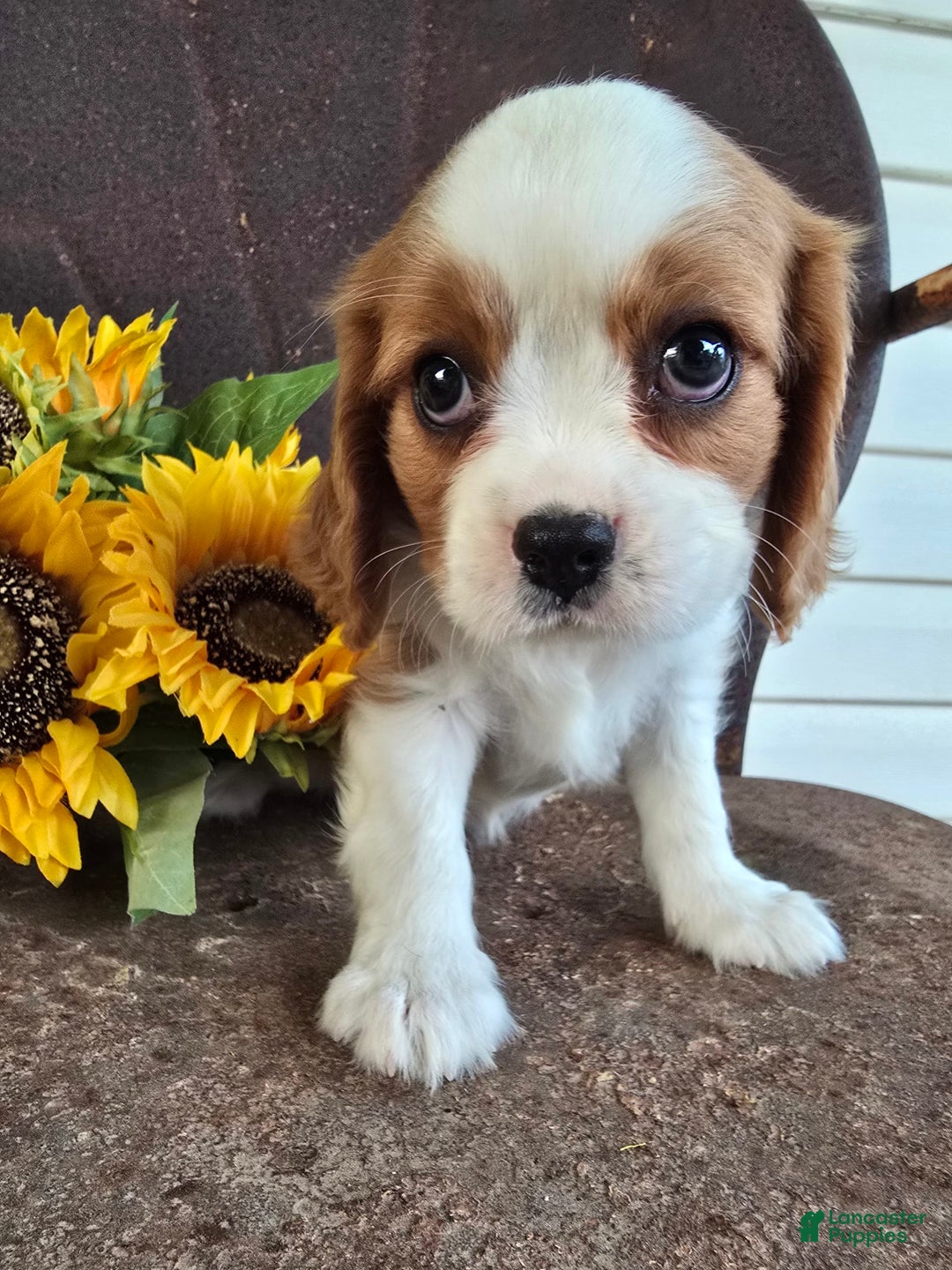 Cavalier King Charles Spaniel dogs for sale: Drake small Blenheim colored male - Image 6