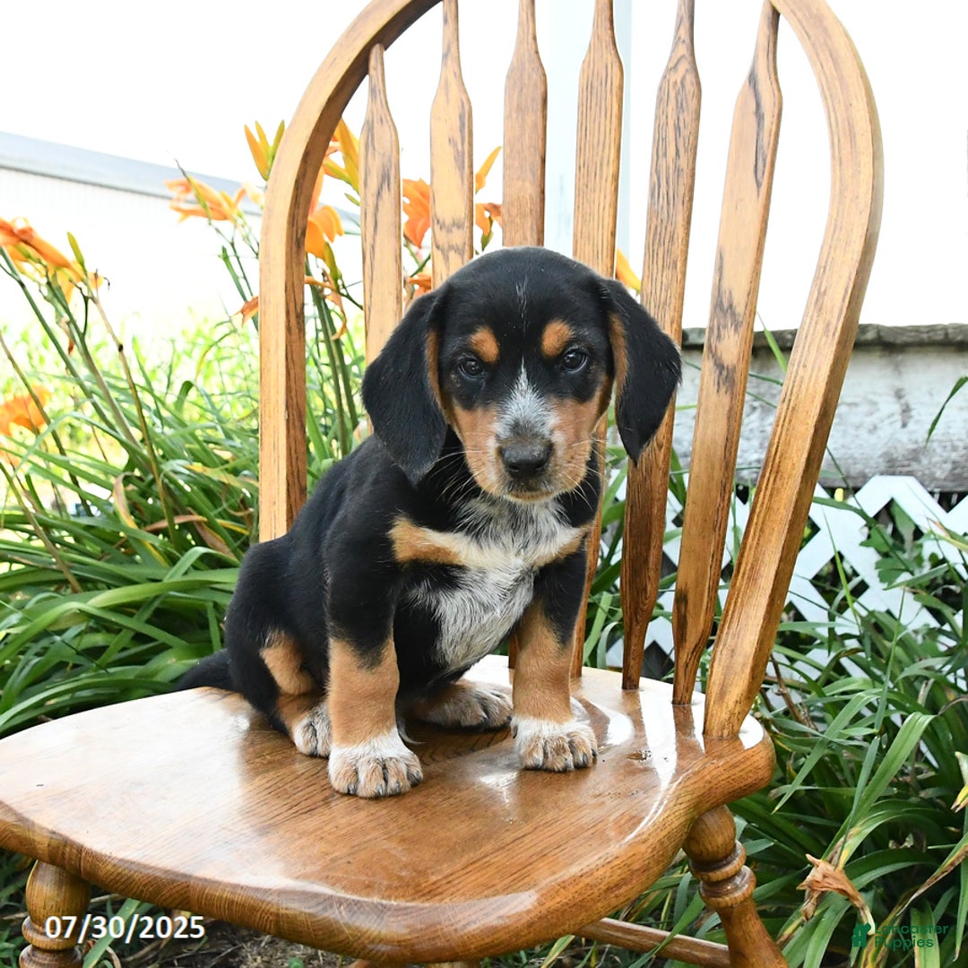 Beagle dogs for sale: Lucky - Image 3