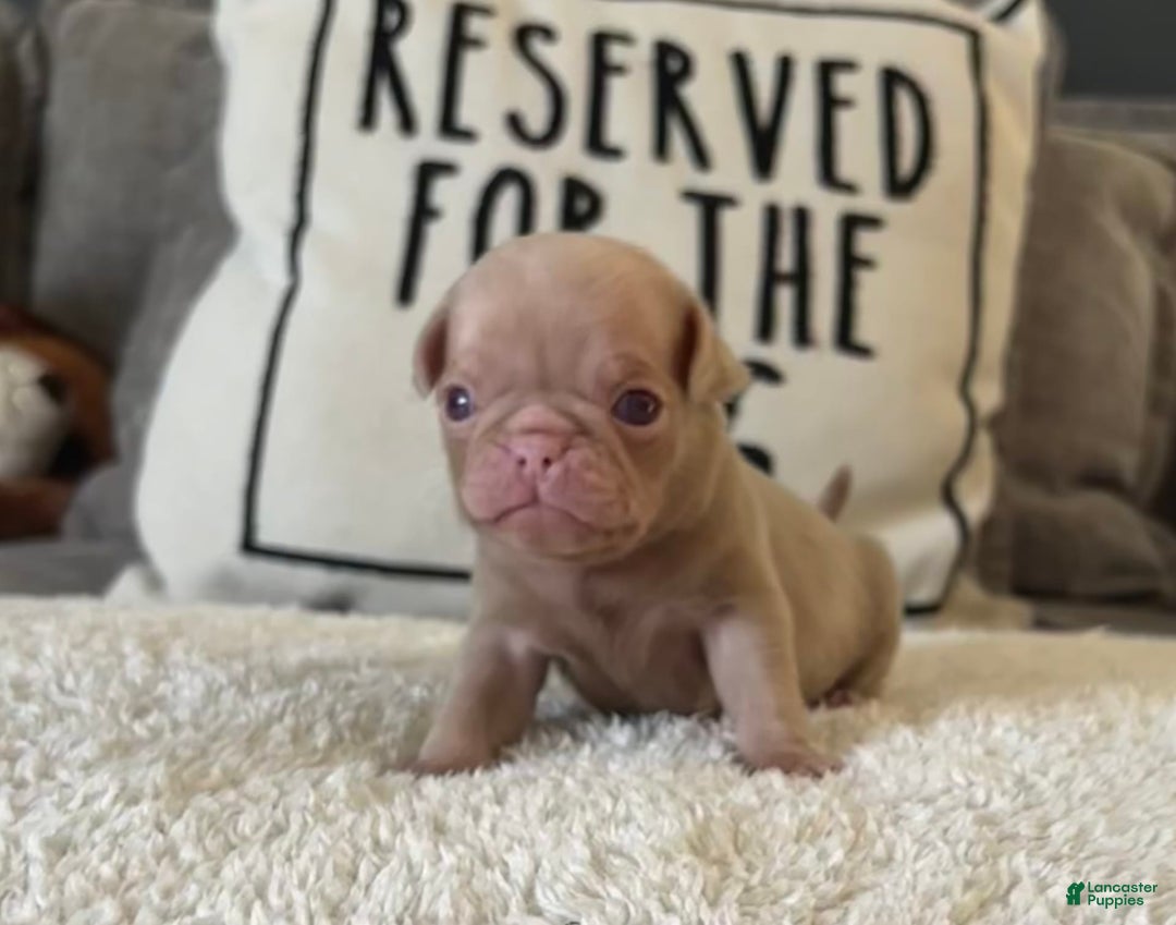 Pug dogs for sale: Champagne Male - Image 6