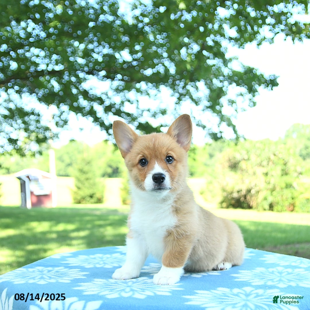 Welsh Corgi Pembroke dogs for sale: Mable - Image 4