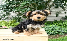 Yorkshire Terrier dogs for sale: Barkley - Image 19