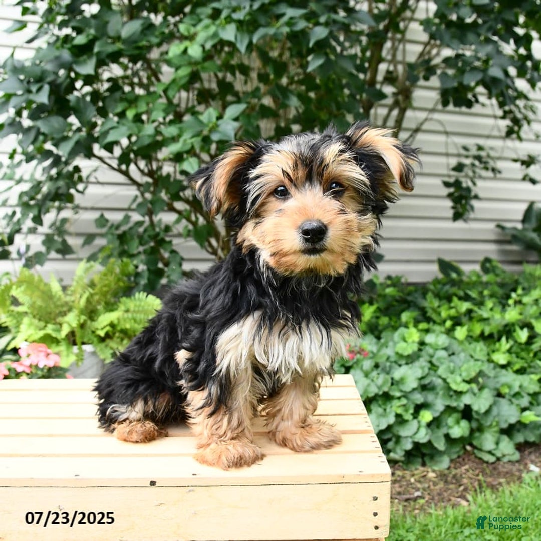Yorkshire Terrier dogs for sale: Barkley - Image 19