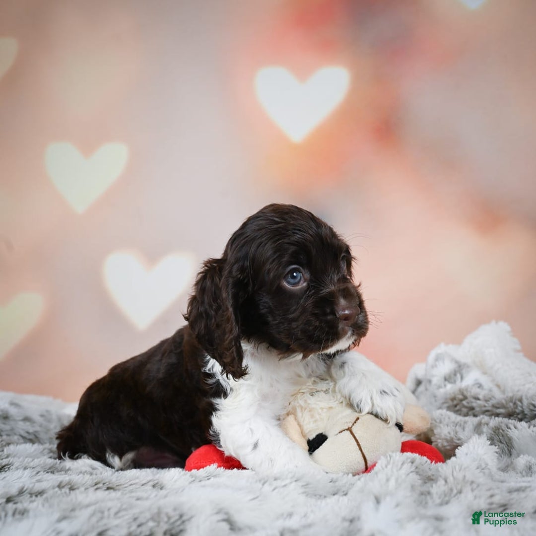 Cocker Spaniel dogs for sale: Leo - Image 2