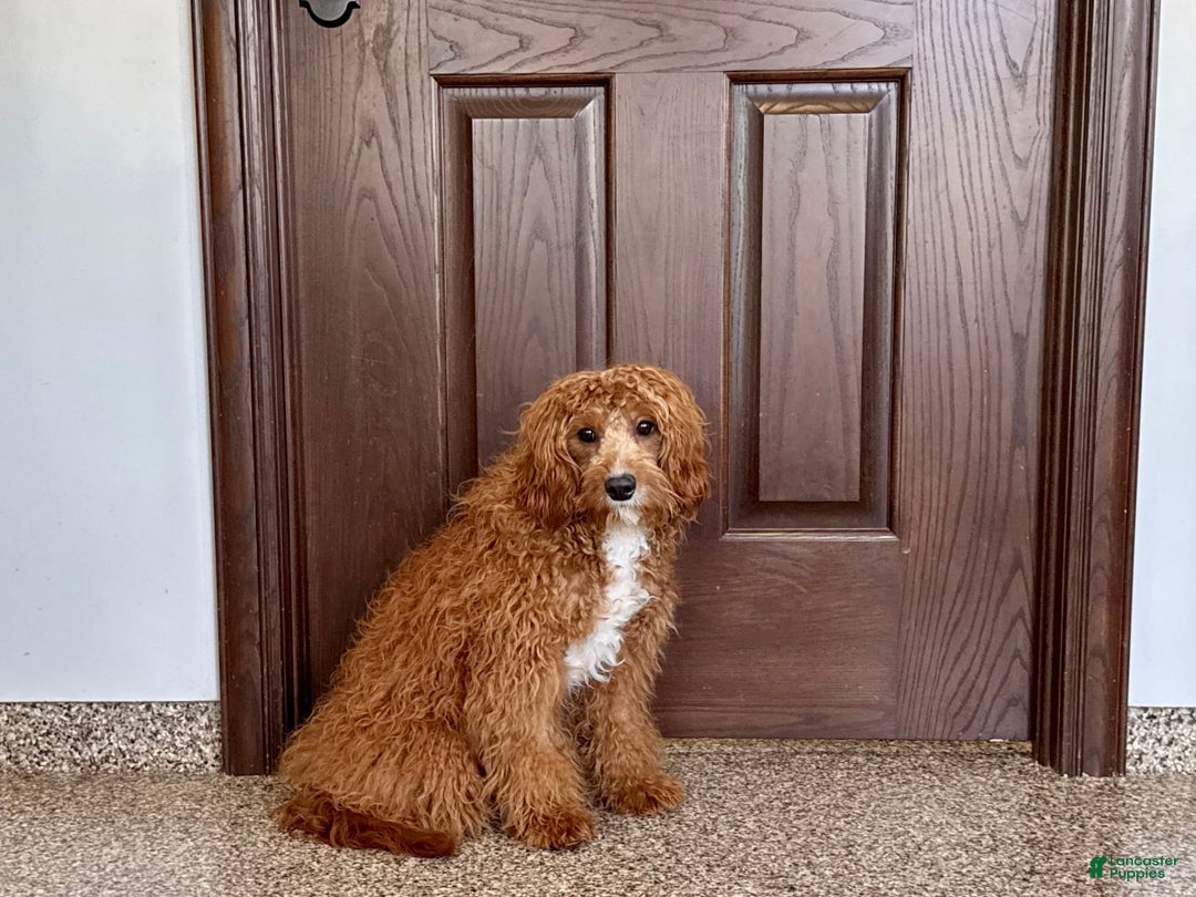 Cavapoo dogs for sale: Tigger - Image 2
