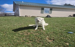 Great Pyrenees dogs for sale: Freckles - Image 4