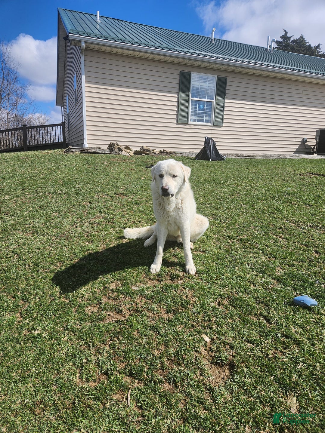Great Pyrenees dogs for sale: Freckles - Image 4