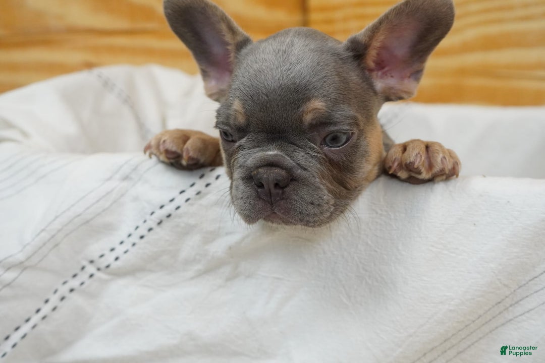 French Bulldog dogs for sale: River - Image 2