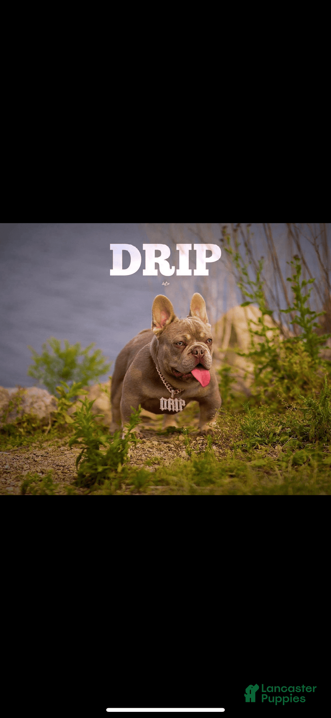 French Bulldog dogs for sale: Luna - Image 7