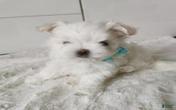 Maltese dogs for sale: Reece - Image 2