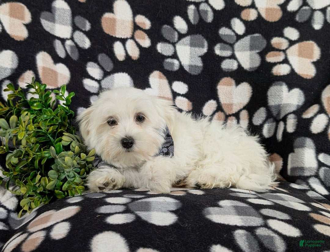 Maltese dogs for sale: Donegan Akc - Image 11