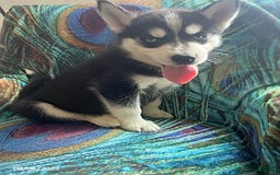 Pomsky dogs for sale: Riley - Image 1