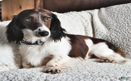 Miniature Dachshund dogs for sale: Laddie - Image 7