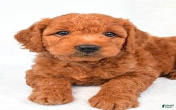 Mini Goldendoodle dogs for sale: Ollie - Image 8