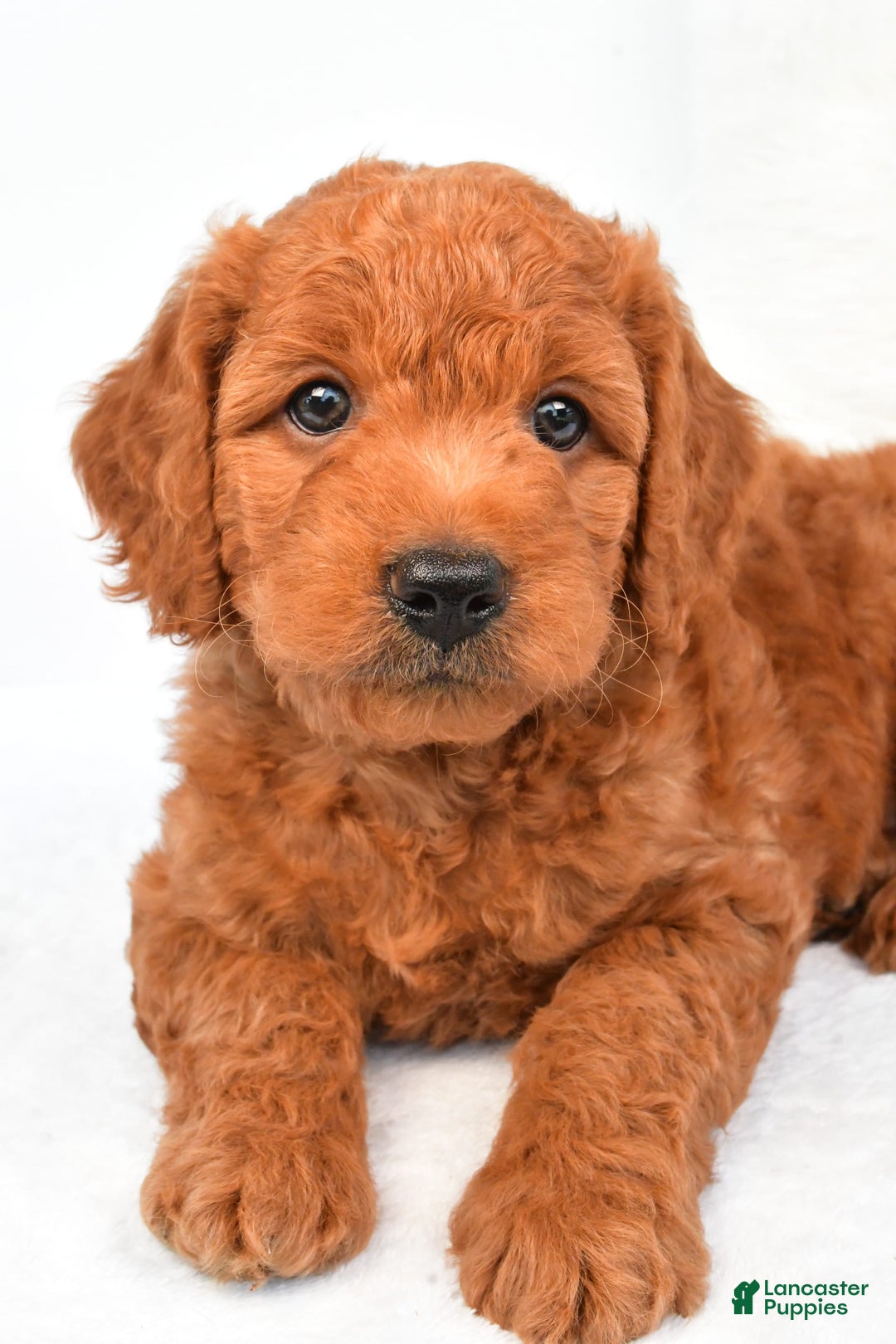Mini Goldendoodle dogs for sale: Ollie - Image 8