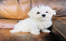 Maltese dogs for sale: Beau - Image 18
