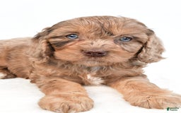 Cavapoo dogs for sale: Butterfinger - Image 6