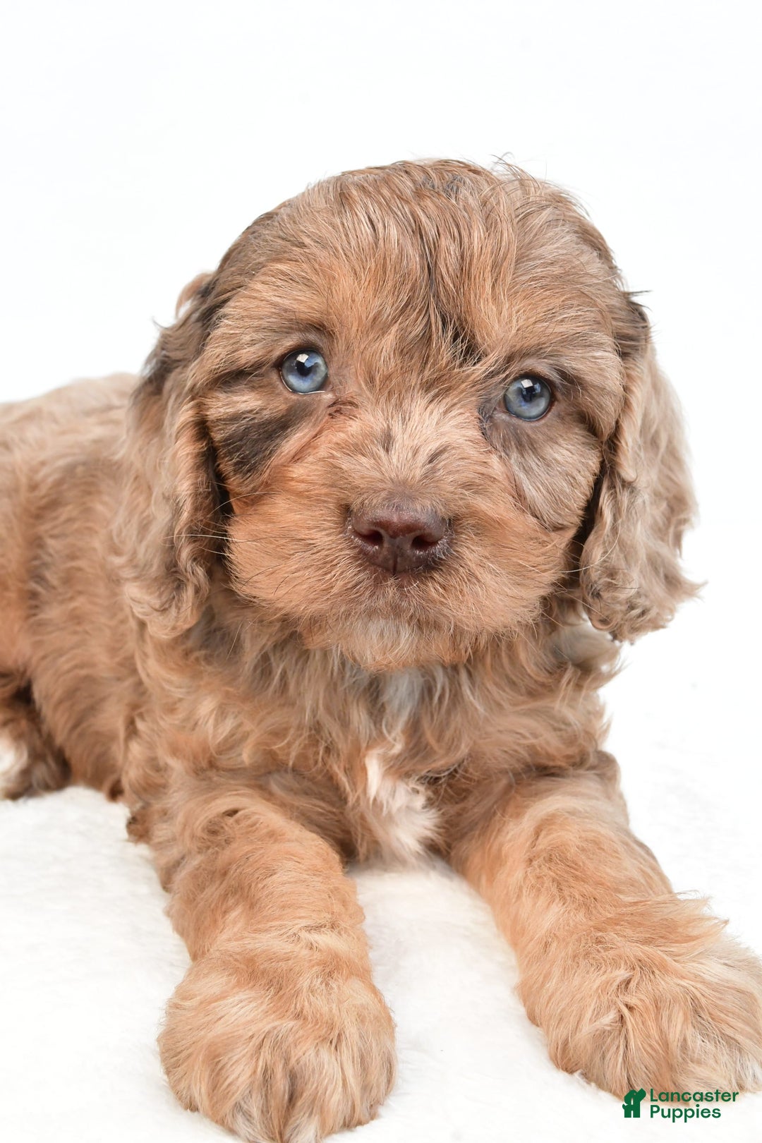 Cavapoo dogs for sale: Butterfinger - Image 6