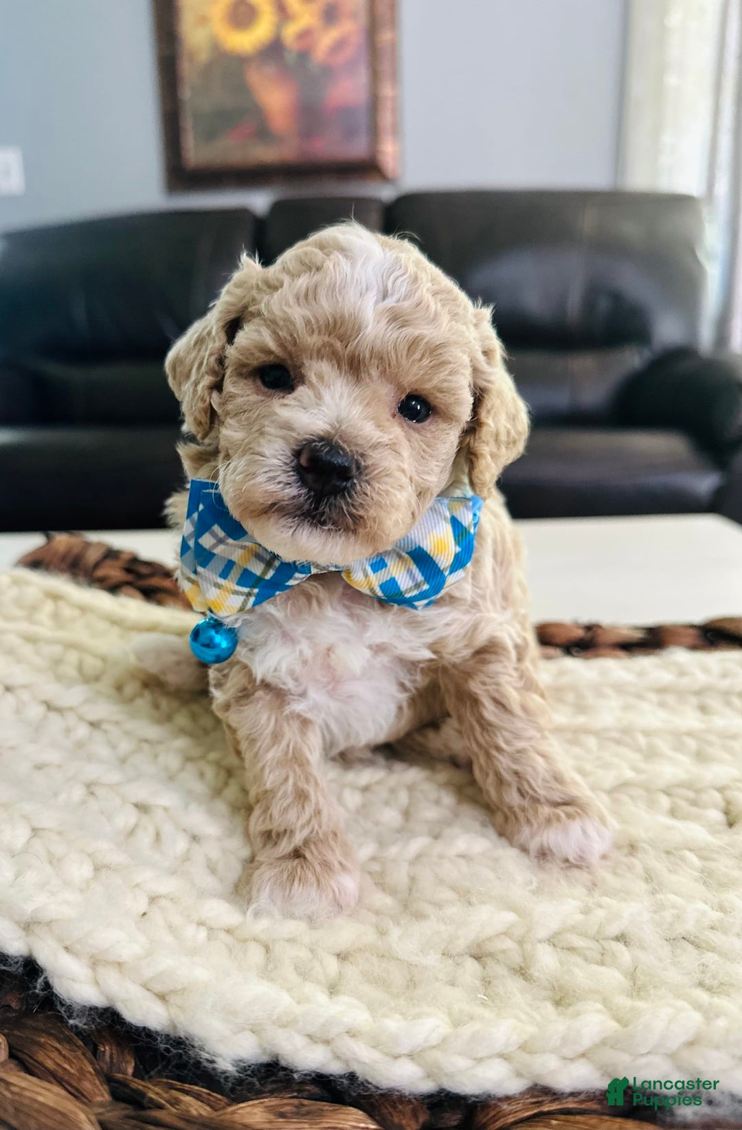 Miniature Poodle dogs for sale: Creme boy - Image 4