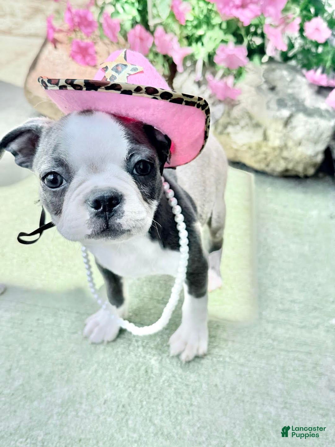 Boston Terrier dogs for sale: Taffy - Image 6
