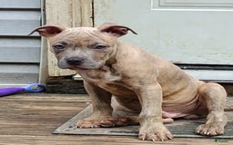 American Bully dogs for sale: Coolade - Image 6