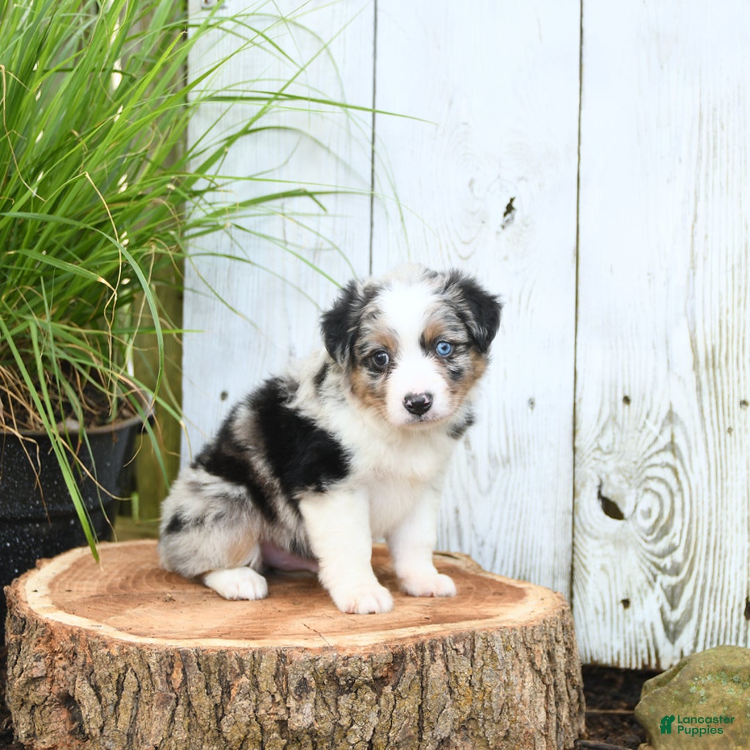 Miniature Australian Shepherd dogs for sale: Hank - Image 3
