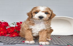 Toy Poodle dogs for sale: Poochy - Image 1