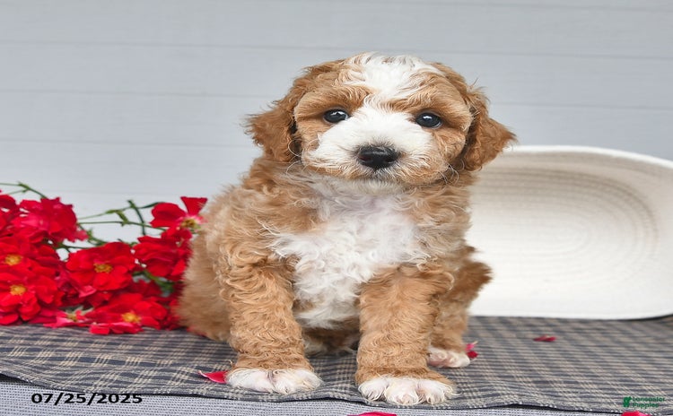Toy Poodle dogs for sale - Ad 5