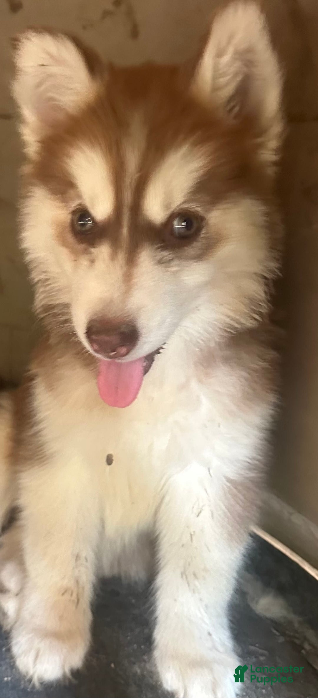 Siberian Husky dogs for sale: Rose Nc Dark Red Girly - Image 4