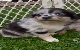 Australian Shepherd dogs for sale: Toy Size Mink - Image 1
