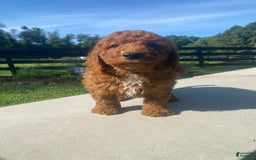 Mini Goldendoodle dogs for sale: Dexter - Image 9