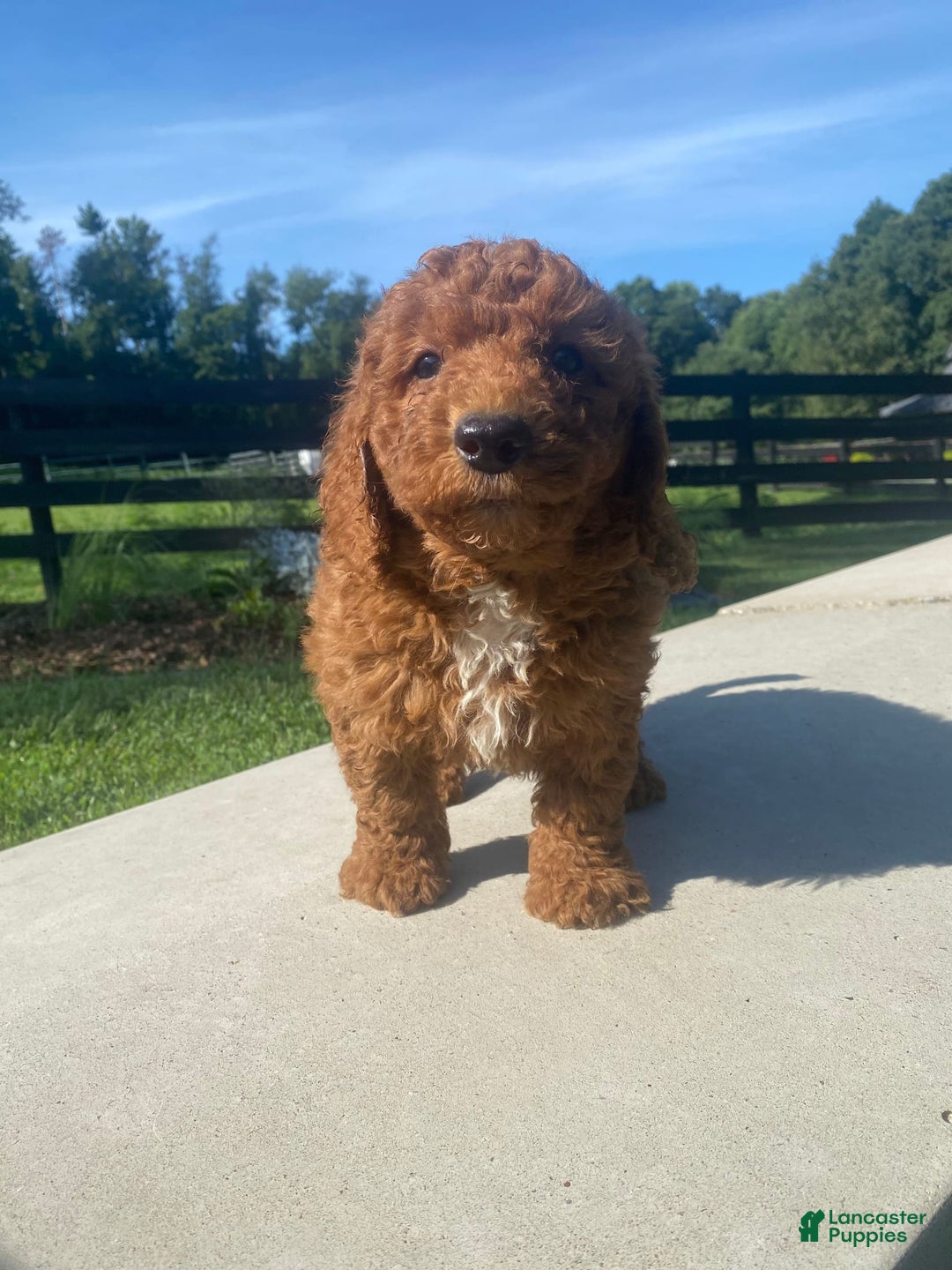 Mini Goldendoodle dogs for sale: Dexter - Image 9