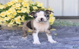 Boston Terrier dogs for sale: Hawk - Image 4
