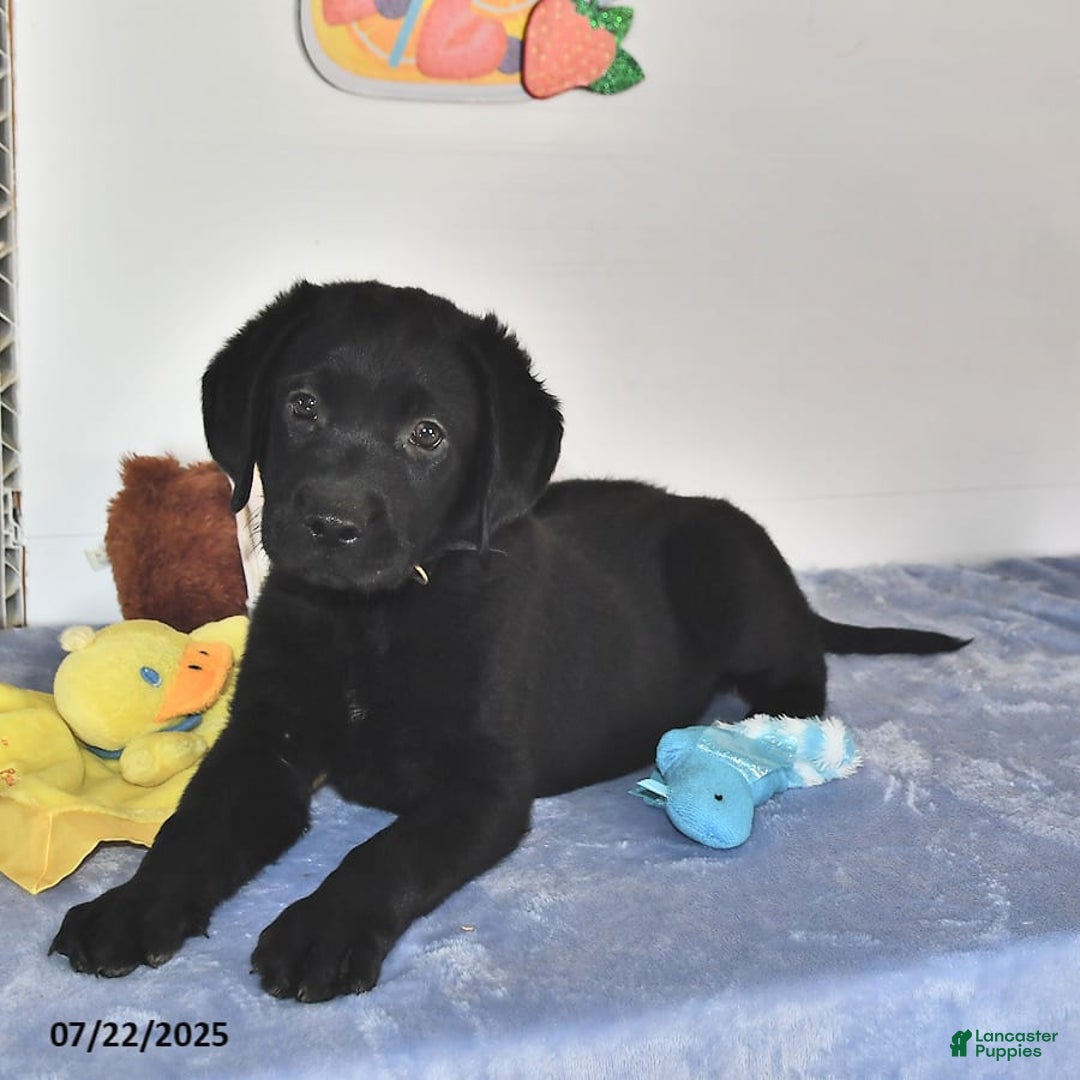 Labrador Retriever dogs for sale: Jesse - Image 10