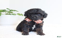 Toy Poodle dogs for sale: Gabe - Image 3