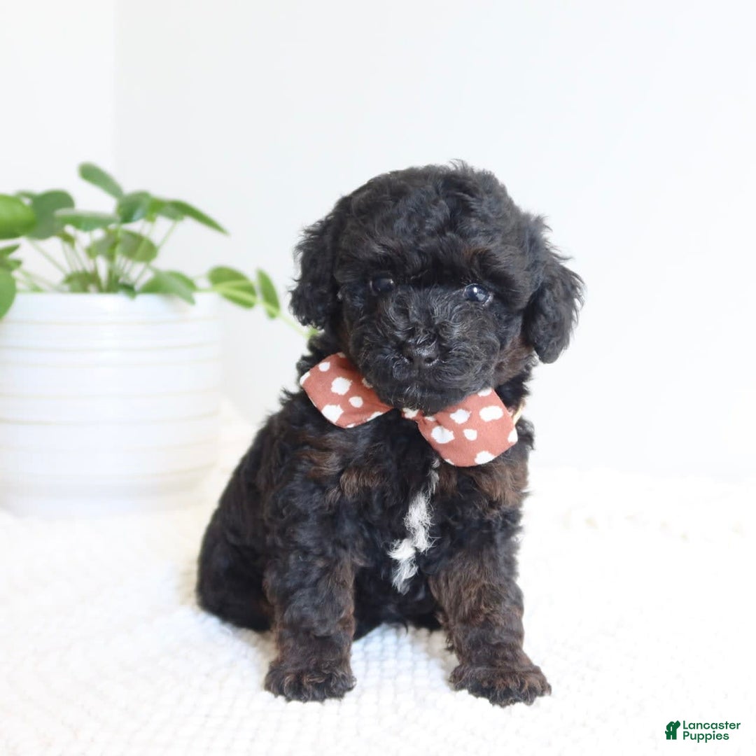 Toy Poodle dogs for sale: Gabe - Image 3