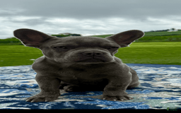 French Bulldog dogs for sale: Sterling - Image 5