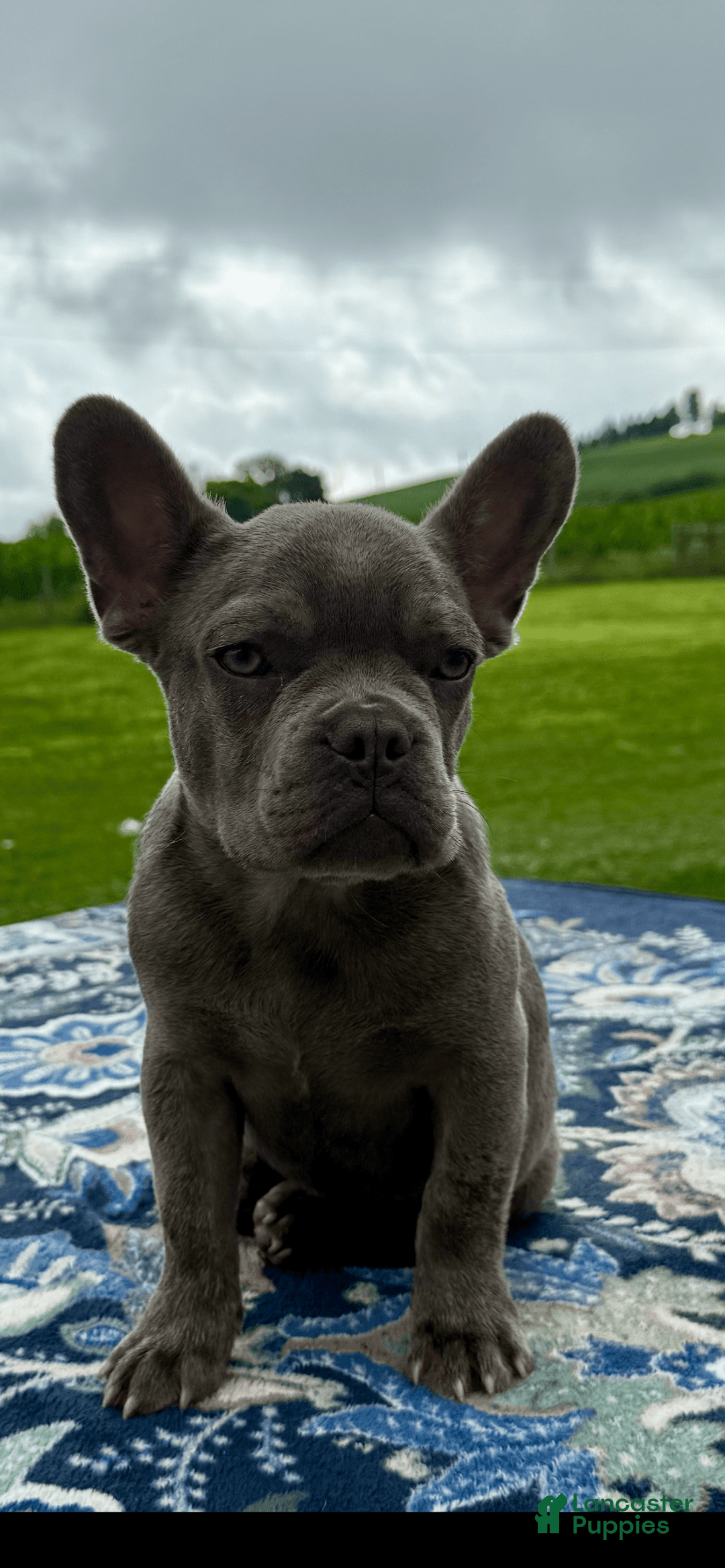 French Bulldog dogs for sale: Sterling - Image 5