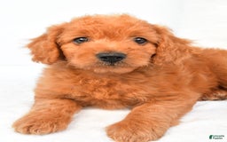 Mini Goldendoodle dogs for sale: Chloe - Image 6